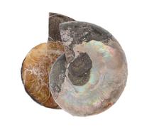 FIXOSHEE 2 pièces Pendentif Ammonite Naturel Tranche Polie Bijou Fossile Éducatif pour Garçon Fille Décor Océan Scientifique