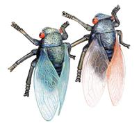 FIXOSHEE Lot de 2 Figurines de Cigales Artificielles en Plastique Bleu et Orange Modèle D’Insecte Réaliste pour Décoration Éducative et Reconnaissance Décoration Intérieure et Jardin