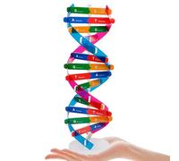 FIXOSHEE Lot de 2 Modèles Moléculaires D’adn à Double Hélice en Plastique, Kit Pédagogique Scientifique pour Apprentissage en Biologie, Matériel Éducatif Interactif pour Garçon et Filles