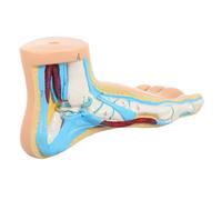 FIXOSHEE Modèle Anatomique Du Pied Vinyle pour Enseignement Affichage École et Hôpital Représentation Réaliste Structure Musculaire et Osseuse