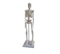 FIXOSHEE Modèle de Squelette 45 CM en PVC Squelette Anatomique Flexible pour Médicale et Exposition Modèle Pédagogique avec Bras Mobiles pour