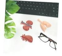 FIXOSHEE Modèle Organes Humains Réaliste Éducatif Accessoire Pédagogique Professionnel pour Salle de Classe et Apprentissage Anatomie Physiologie Humaines