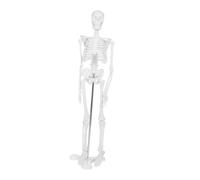 FIXOSHEE Modèle Squelette Maquette Modèle D'enseignement Squelettique Modèle De Squelette Humain Modèle D'étude D'anatomie Modèle D'os Éducation Scientifique Plastique Blanche