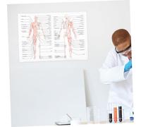 FIXOSHEE Poster Anatomique Corps Illustration Squelette et Muscles Affiche Pédagogique Claire et Pratique pour Enseignement Scientifique et Laboratoire
