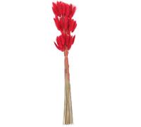 FIXOSHEE Queues de Lapin Séchées Naturelles 60 Branches Rouge Foncé, Décoration de Fleur DIY, Herbe Séchée pour Bouquet Mariage et Décor Intérieur, Accessoire Végétal Solide et Rustique