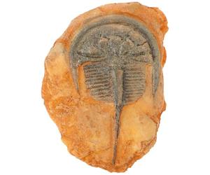 FIXOSHEE Spécimen D'insecte Paléontologique Décoratif Compact, Collection Éducative Entomologie, Objet Décoration Scientifique pour Salle de Classe et Enseignement des Sciences