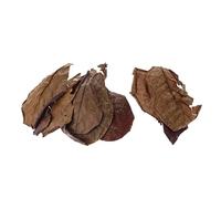 FJMQHU 10 Pièces Feuilles d'Amande Indienne pour Betta Poisson Aquarium Crevette Bénéficient d'Effets Antifongiques Favorisant la Santé et Le