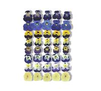 fKiZanthene Lot de Quarante Fleurs Sèchées Comestibles, Fleurs de Penseé pour Décoration de Gâteau, Quatre Designs - pour Cuisine, Fêtes d’Anniversaire et Célébrations