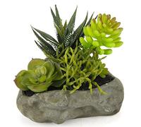 Flair Flower 088883 GN Succu Lenten sur Pierre, Plastique, Vert, 12 x 13 x 10 cm