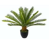 Flair Flower Cycaspalme en Pot