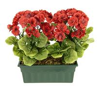 Flair Flower Géranium Artificiel dans Une boîte - Buisson de géranium - Pelargonium - Plante de Parterre - Fleurs de Balcon - Fleurs artificielles en Soie - Décoration de Table - 088279R - Rouge - 36