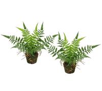 Flair Flower Lot de 2 fougères forestières artificielles en Pot de 23 cm - Plante en Pot - Fougère Boston - Plante en Pot - Plante Artificielle - Plante forestière - Plante d'intérieur