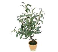 Flair Flower Olivier Artificiel avec Fruits Noirs - 57 cm - Olive méditerranéen - Plante Verte - Arbre décoratif - Arbre décoratif - Toscane - Plante en Pot - Décoration du sud - 57 cm