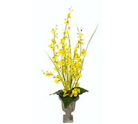 Flair Flower Orchidée dansante dans la Poque