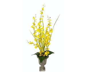 Flair Flower Orchidée dansante dans la Poque