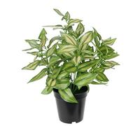 Flair Flower Plante Artificielle avec Pot décoratif - Plante Verte - Plante grimpante - Lierre de Lierre Artificiel - Décoration de Bureau