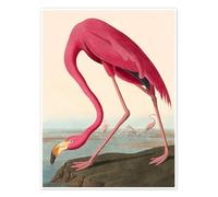 Flamant des Caraïbes Poster de John James Audubon 13 x 18 cm Rose bonbon Tableaux Décoration murale