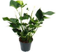 Flamant flamant blanc, Anthurium anderanum, pot de 17cm