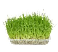 Flamingo Herbe À Chat Friandises pour Chat