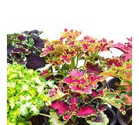 Flamme d'ortie Graines - Coleus Blumei
