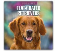 Flat-coated Retrievers 2026 Square Wall Calendar