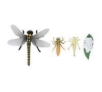 Flcivsh Cycle de Vie d'une Libellule Insectes Cycles de Vie ModèLe de Croissance Enfants Cycle de Croissance Animale Science éDucatifs