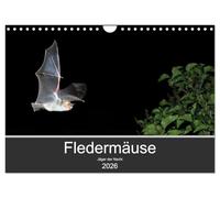 Fledermäuse - Jäger der Nacht (Wandkalender 2026 DIN A4 quer), CALVENDO Monatskalender: Fotos unserer europäische Fledermäusen aus allen Jahreszeiten.