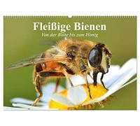 Fleißige Bienen. Von der Blüte bis zum Honig (Wandkalender 2026 DIN A2 quer), CALVENDO Monatskalender: Emsige Arbeiterinnen und Produzentinnnen von wertvollem Honig