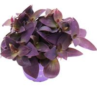Fleur à trois mâts - Tradescantia pallida - plante d'intérieur suspendue facile d'entretien - feuille rouge - pot 12cm - violet