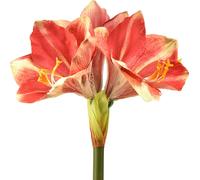 Fleur d'amaryllis artificielle en rose et crème - Fleur de tige de haute qualité, fleurs décoratives pour la maison et les événements, 76cm