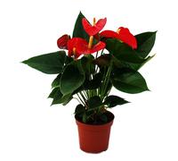 Fleur de flamant rose "Sierra Red" Anthurium andreanum rouge 14cm