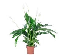 Fleur de lune 3 à 5 fleurs/bourgeons - plante d'intérieur facile d'entretien, Spathiphyllum - hauteur env. 50 cm, pot-Ø 13 cm