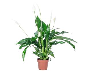 Fleur de lune 3 à 5 fleurs/bourgeons - plante d'intérieur facile d'entretien, Spathiphyllum - hauteur env. 50 cm, pot-Ø 13 cm