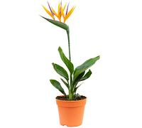 Fleur de paradis avec fleurs artificielles - Strelitzia - Hauteur : environ 35-40 cm - Diamètre du pot : 13 cm.