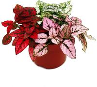Fleur de point tricolore- Hypoestes phyllostachya - pot de 12cm - avec trois couleurs différentes