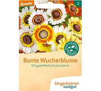 Fleur de vigne multicolore - Chrysantenum carinatum