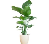 Fleur d'oiseau de paradis Nicolai avec pot Viber blanc 80 cm Ø21