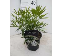 Fleur d'oranger 'Aztec Pearl' - arbuste d'ornement odorant, à feuilles persistantes Choisya ternata, hauteur 40-60 cm, rustique, pour jardin & bacs