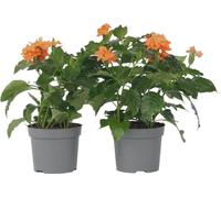 Fleur du feu - Set de 2 - Crossandra 'Fortuna' - Hauteur 20-30cm - ⌀13cm