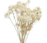 Fleur séchée Chardon blanchi 80g Décoration Fleur artificielle Boho