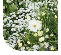 Fleurs d'été et graines de fleurs : mélange de tons blancs - 250 g pour 125 m² - 22 variétés de fleurs différentes - Attractif pour les insectes pollinisateurs