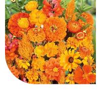 Fleurs d'été et graines de fleurs : mélange de tons orange - 50 g pour 25 m² - 22 variétés de fleurs différentes - Attractif pour les insectes pollinisateurs
