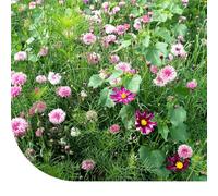Fleurs d'été et graines de fleurs : mélange de tons roses - 50 g pour 25 m² - 16 variétés de fleurs différentes - Attractif pour les insectes pollinisateurs