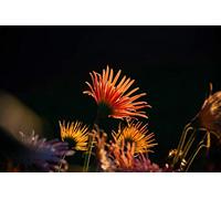 Fleurs d'oranger - Puzzle de 500 pièces pour Adultes, Puzzle coloré pour développer l'intelligence (14 Ans et Plus)