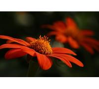 Fleurs d'oranger - Puzzle en Bois de 2000 pièces - Loisirs créatifs, Cadeau d'amitié, décoration de fête (14 Ans+)