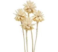 Fleurs en bois de Plumosum blanchies, Fleurs séchées décoratives pour les commémorations et les funérailles, 25 pièces