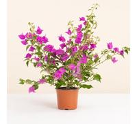 Fleurs et Délices - Bougainvillier Rose - Plante Fleurie - Sans cache-pot - Fabrication Française Artisanale de Qualité - Plante à Offrir - Cadeau Fête des Pères - Cadeau Papa