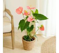 Fleurs et Délices - Orchidée Anthurium - Plante d'intérieur - Avec cache-pot - Décoration d'intérieur - Cadeau Fleuri - Fabrication Française Artisanale de Qualité - Cadeau à Offrir