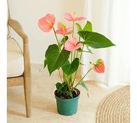 Fleurs et Délices - Orchidée Anthurium - Plante d'intérieur - Sans cache-pot - Décoration d'intérieur - Cadeau Fleuri - Fabrication Française Artisanale de Qualité - Cadeau à Offrir