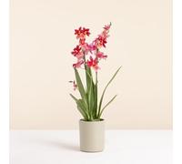 Fleurs et Délices - Orchidée Cambria Nelly isler - Plante d'intérieur - avec Cache-Pot - Décoration d'intérieur - Cadeau Fleuri - Fabrication Française Artisanale de Qualité - Cadeau à Offrir